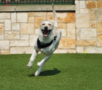 Cosmo, a Adoptable mixed breed in North Richland Hills, TX image 1/3