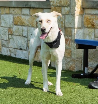 Cosmo, a Adoptable mixed breed in North Richland Hills, TX image 2/3