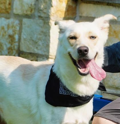Cosmo, a Adoptable mixed breed in North Richland Hills, TX image 3/3