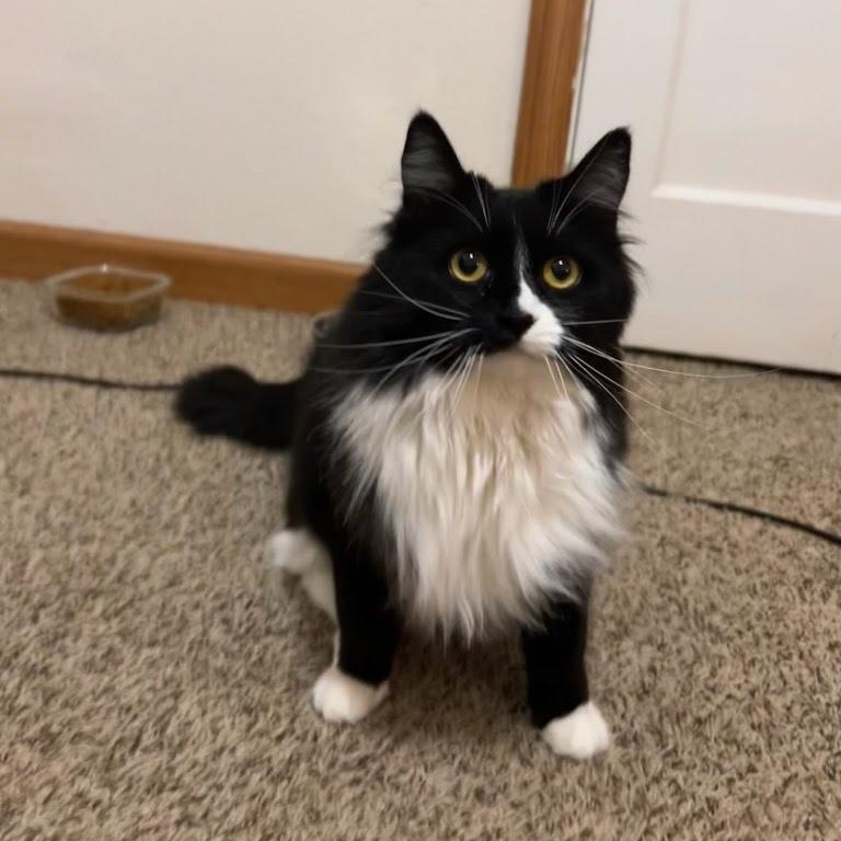 Enlarge Chica, a ADOPTABLE mixed breed in West Richland, WA image 5/6