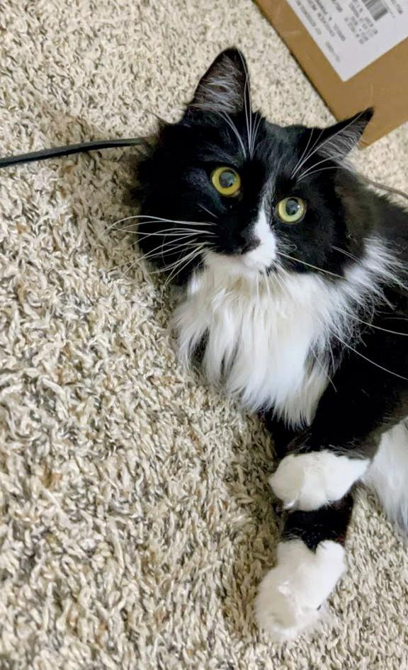 Enlarge Chica, a ADOPTABLE mixed breed in West Richland, WA image 2/6