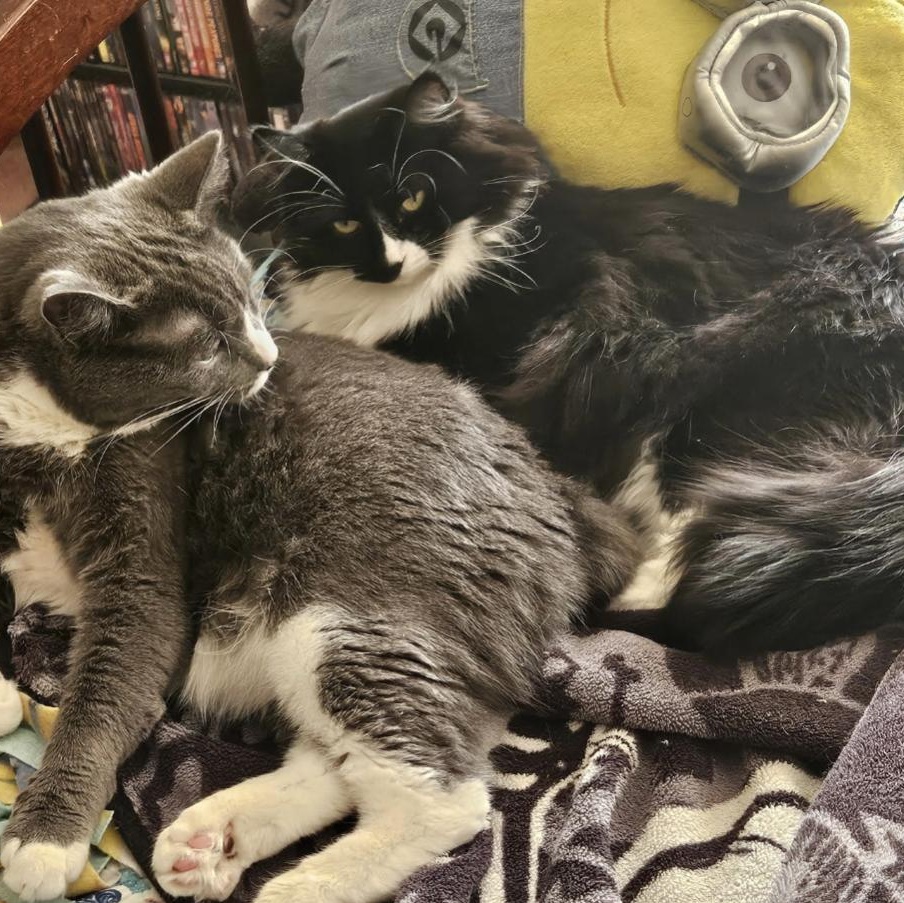 Enlarge Chica, a ADOPTABLE mixed breed in West Richland, WA image 3/6