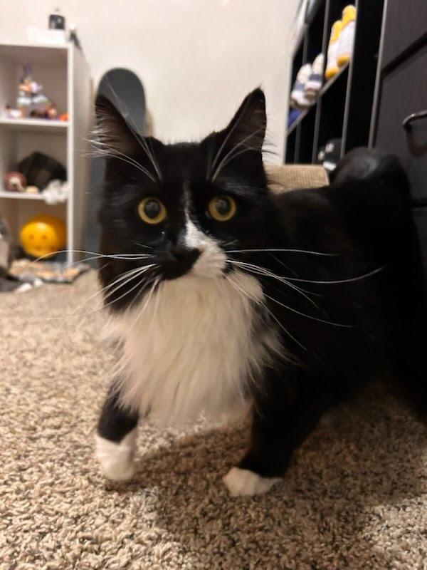 Enlarge Chica, a ADOPTABLE mixed breed in West Richland, WA image 6/6