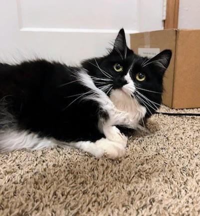 Enlarge Chica, a ADOPTABLE mixed breed in West Richland, WA image 1/6