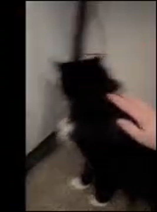 Enlarge Chica, a ADOPTABLE mixed breed in West Richland, WA video 4/6