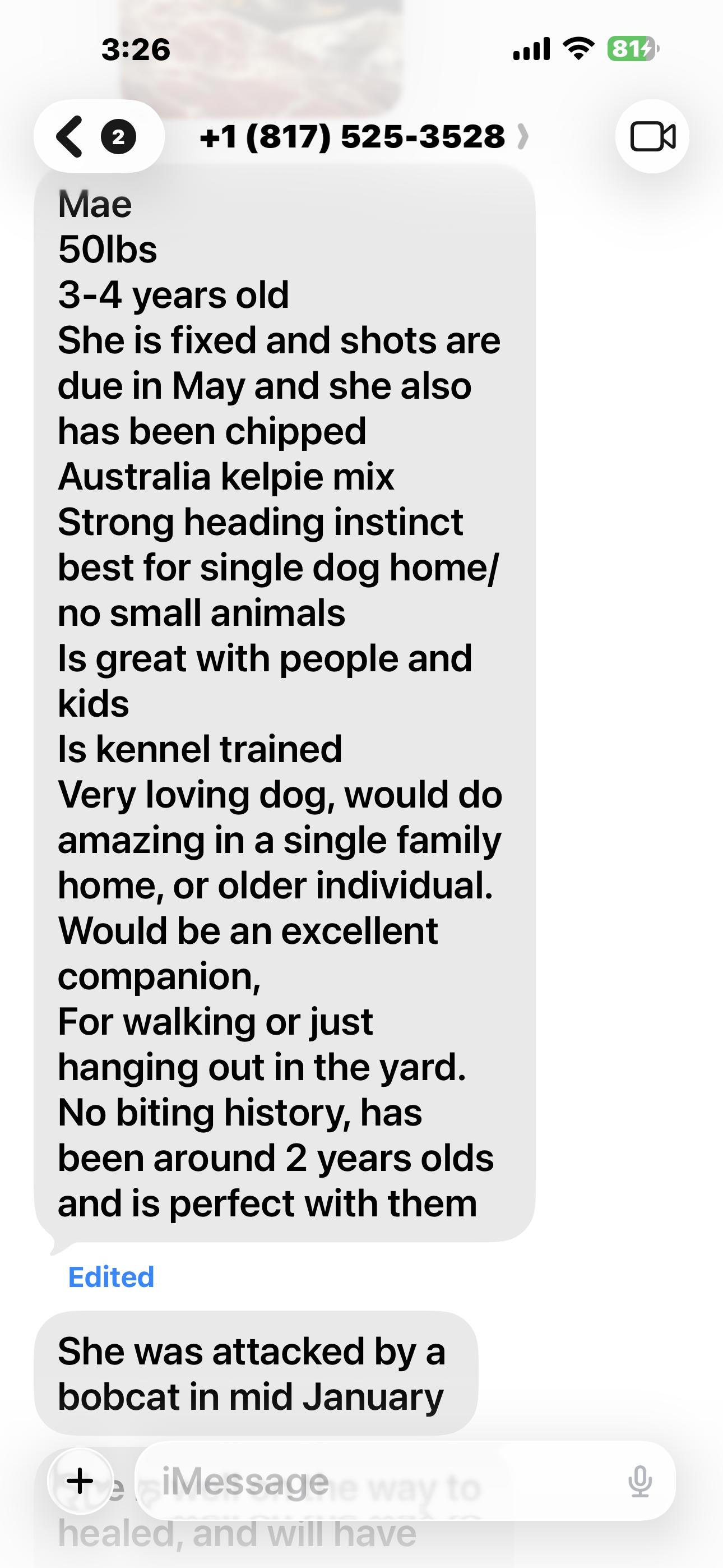 Enlarge Mae , a Adoptable Australian Kelpie in Haslet, TX image 3/3