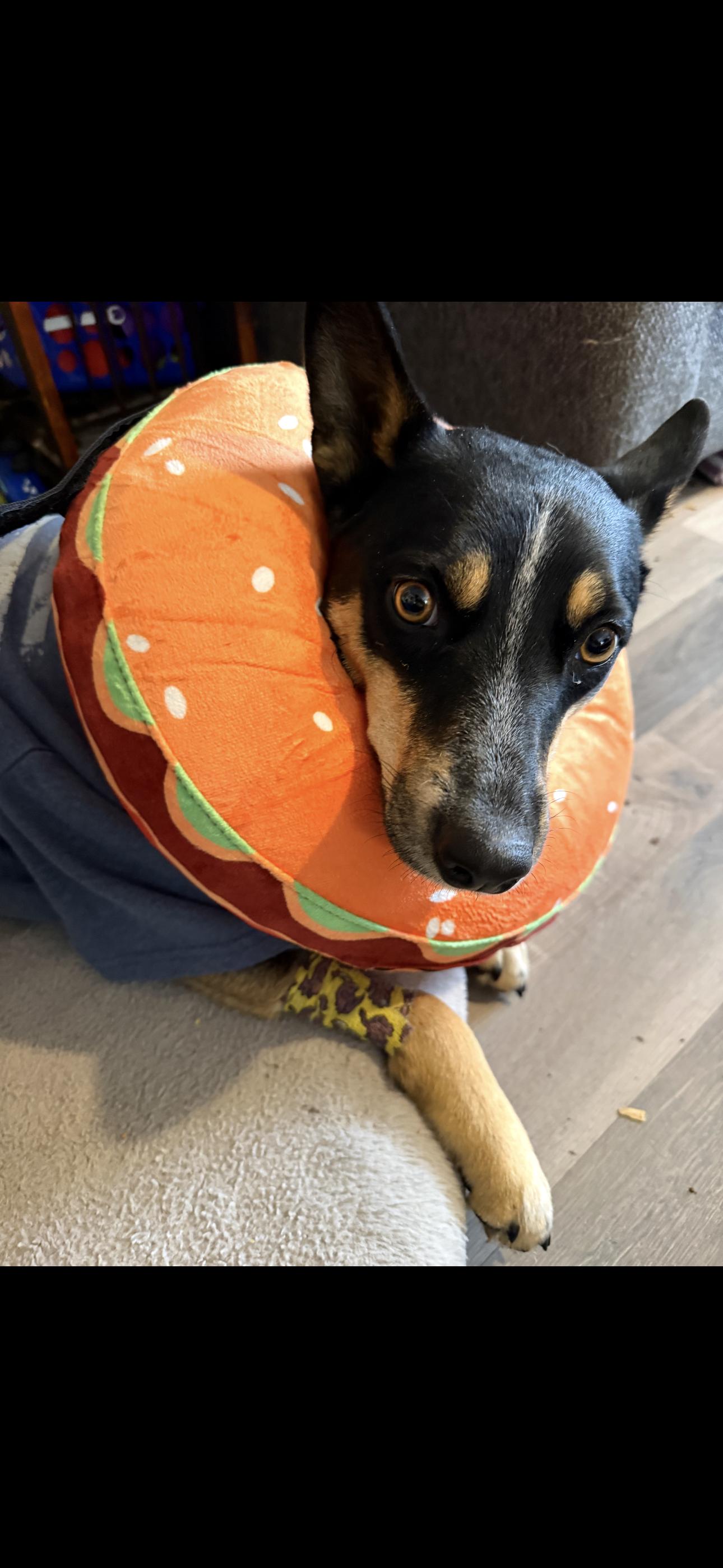 Enlarge Mae , a Adoptable Australian Kelpie in Haslet, TX image 1/3