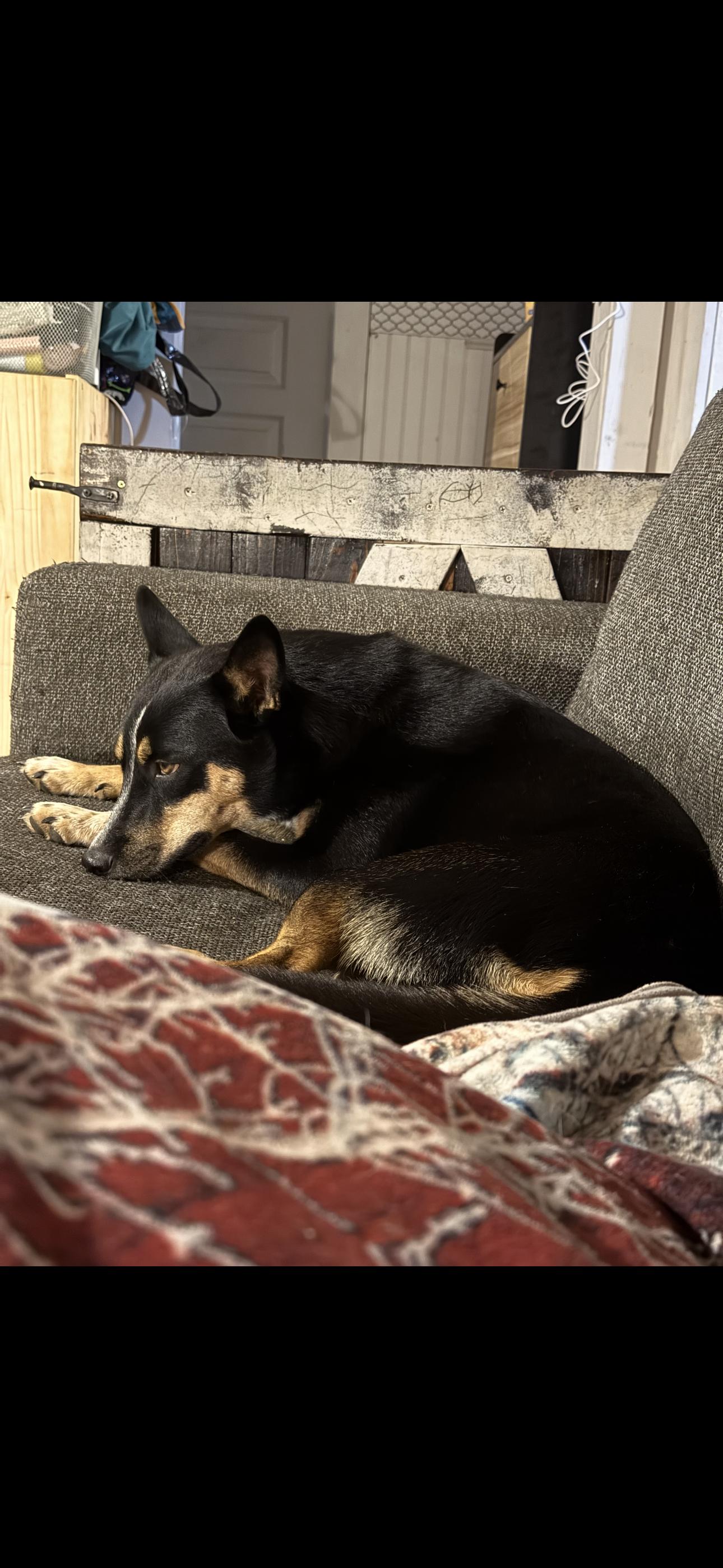 Enlarge Mae , a Adoptable Australian Kelpie in Haslet, TX image 2/3