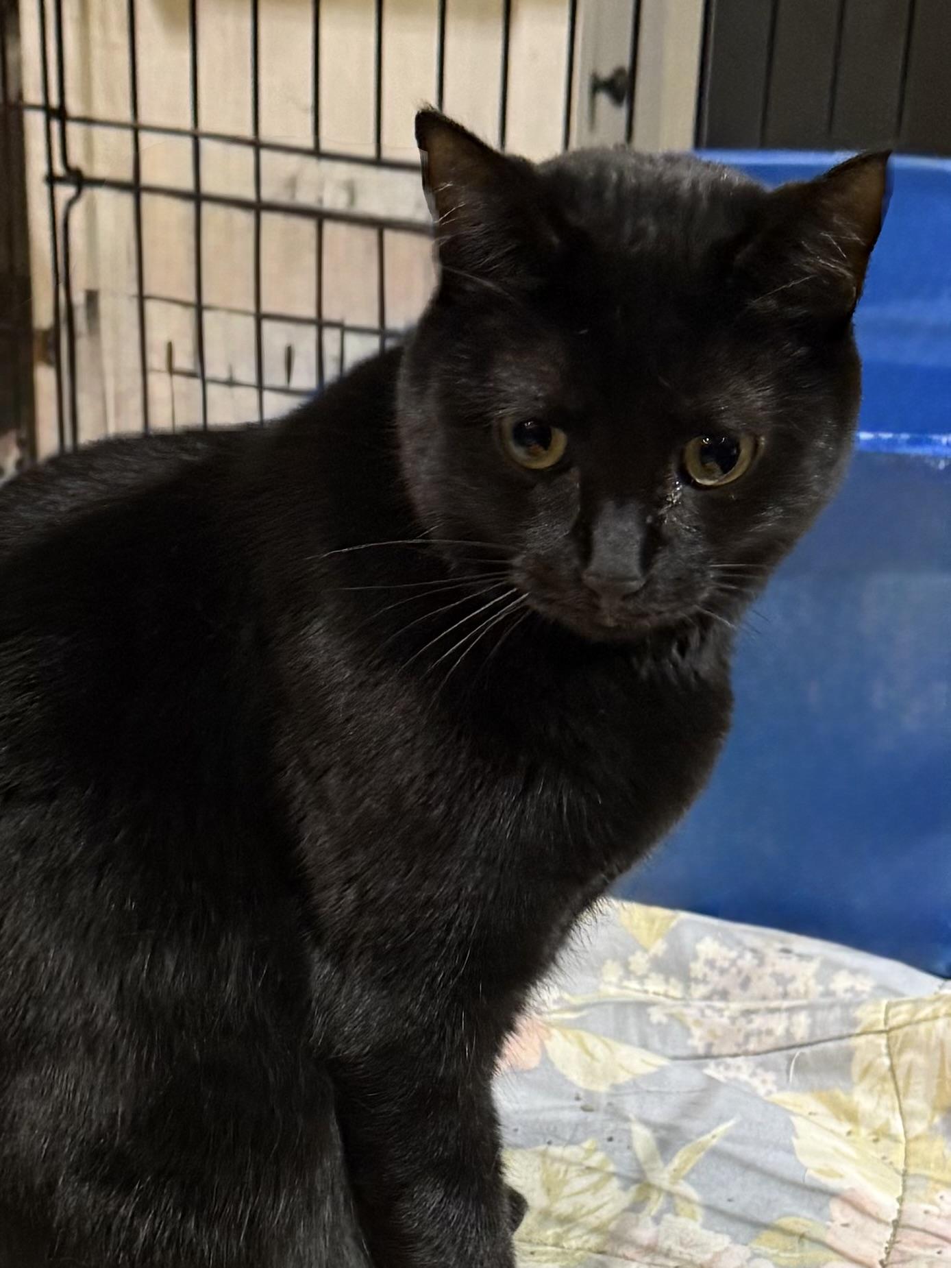 Enlarge Pearl, a ADOPTABLE Domestic Short Hair in Lake Ozark, MO image 1/1