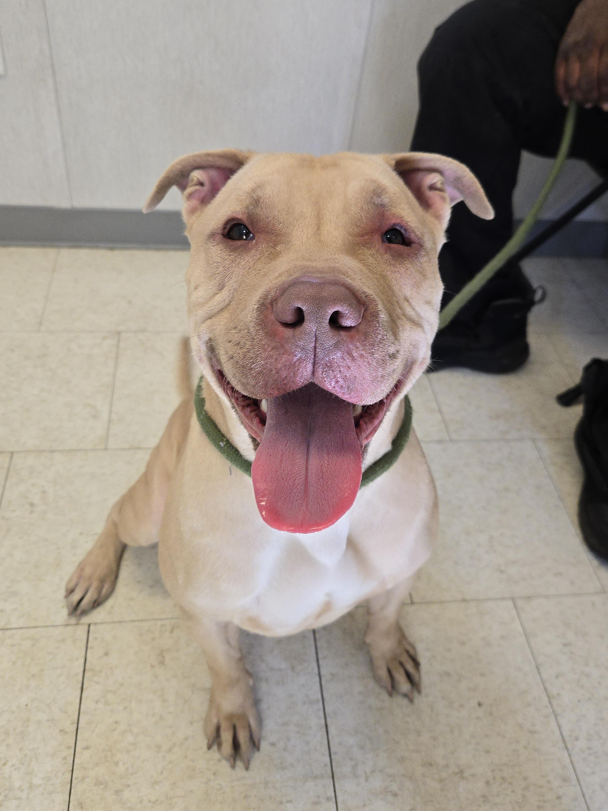 Driver, ADOPTABLE, Young Male Pit Bull Terrier.