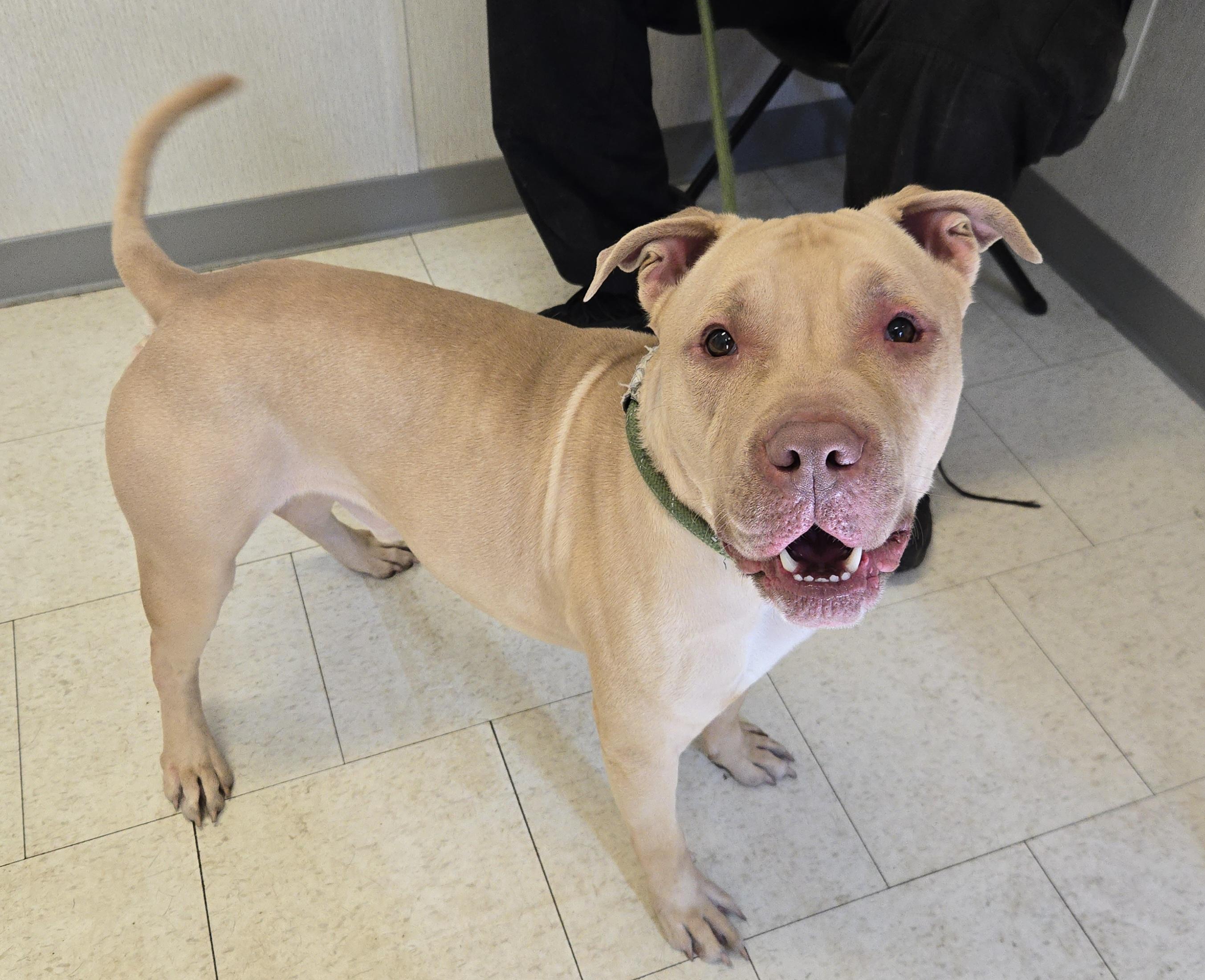 Enlarge Driver, a ADOPTABLE Pit Bull Terrier in Trenton, NJ image 3/3