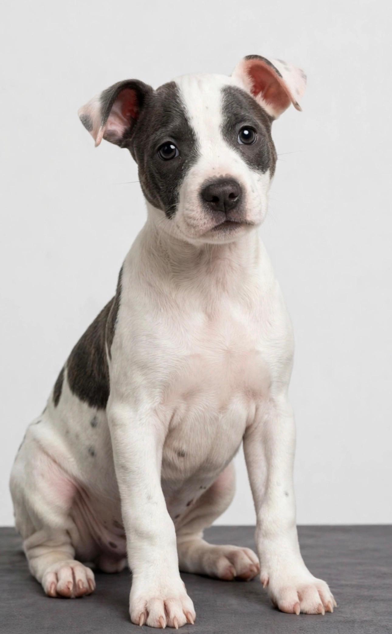 Enlarge MABLE, a Adoptable mixed breed in East Syracuse , NY image 1/5