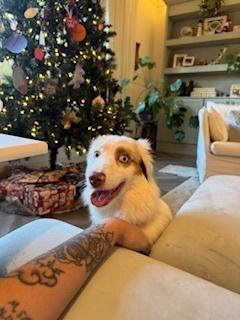 Enlarge Lola, a Adoptable Australian Shepherd in Dacula, GA image 1/6