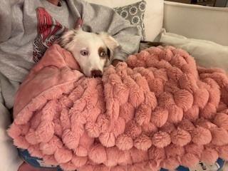 Enlarge Lola, a Adoptable Australian Shepherd in Dacula, GA image 2/6