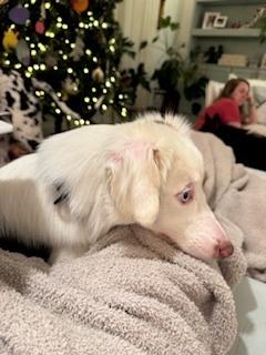 Enlarge Lola, a Adoptable Australian Shepherd in Dacula, GA image 3/6