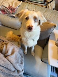 Enlarge Lola, a Adoptable Australian Shepherd in Dacula, GA image 4/6