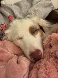 Enlarge Lola, a Adoptable Australian Shepherd in Dacula, GA image 5/6