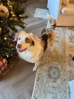 Enlarge Lola, a Adoptable Australian Shepherd in Dacula, GA image 6/6