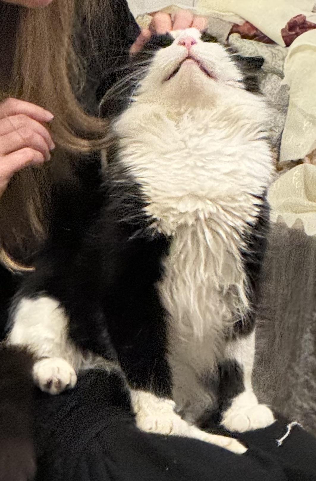 Enlarge Philippe, an adopted Domestic Medium Hair in Beverly, MA image 3/5