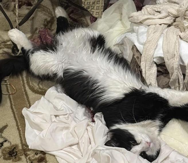 Enlarge Philippe, an adopted Domestic Medium Hair in Beverly, MA image 5/5