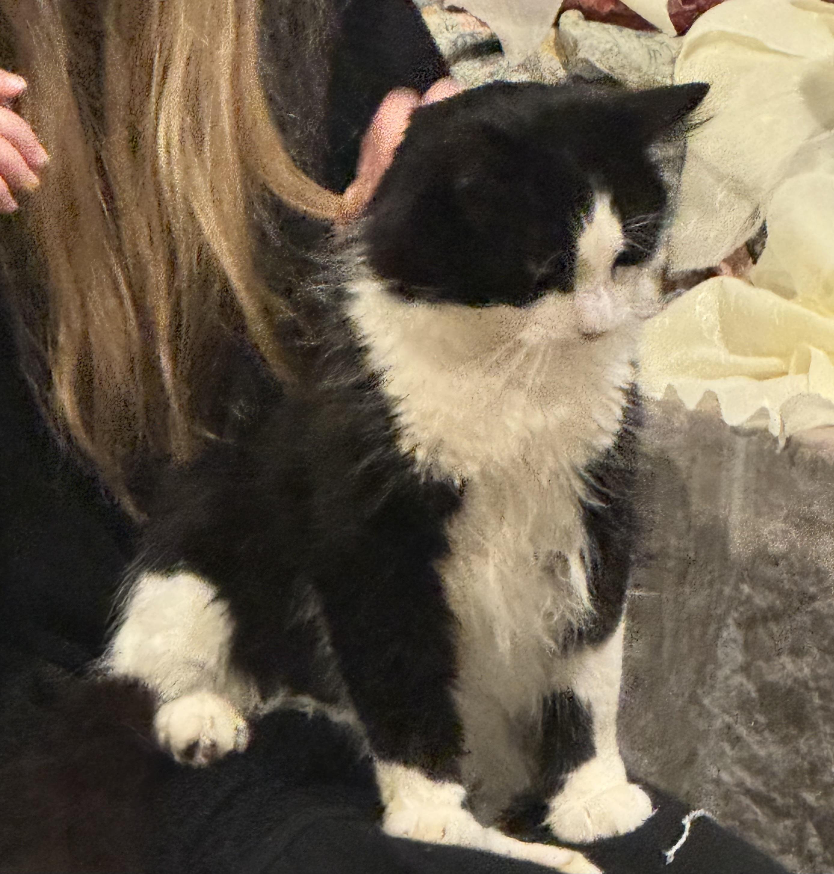 Enlarge Philippe, an adopted Domestic Medium Hair in Beverly, MA image 1/5