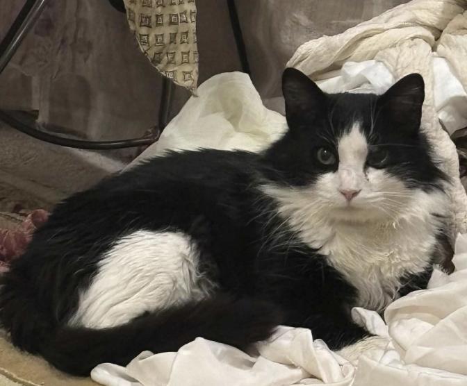 Enlarge Philippe, an adopted Domestic Medium Hair in Beverly, MA image 4/5