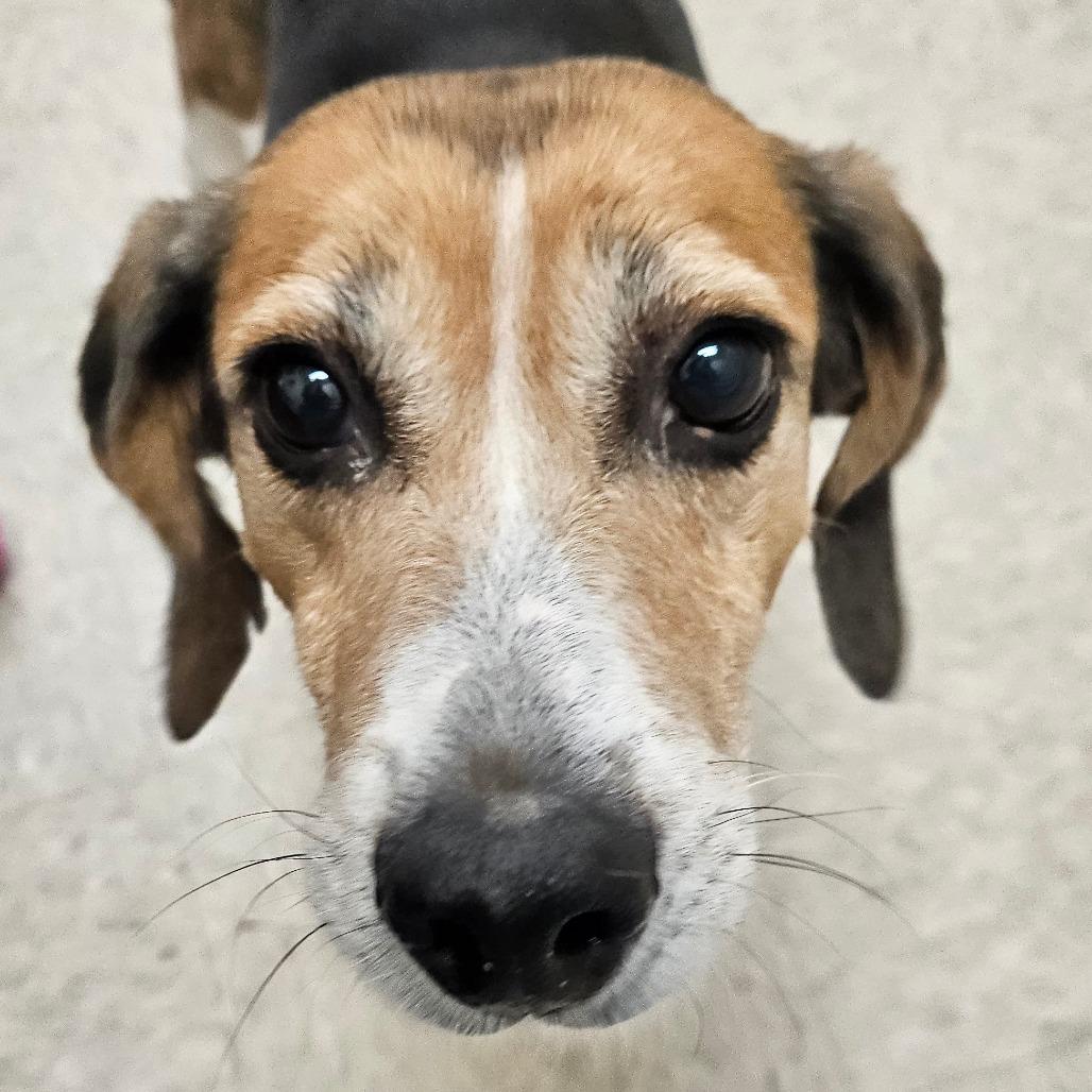 Gertrude, Adoptable, Adult Female Hound.