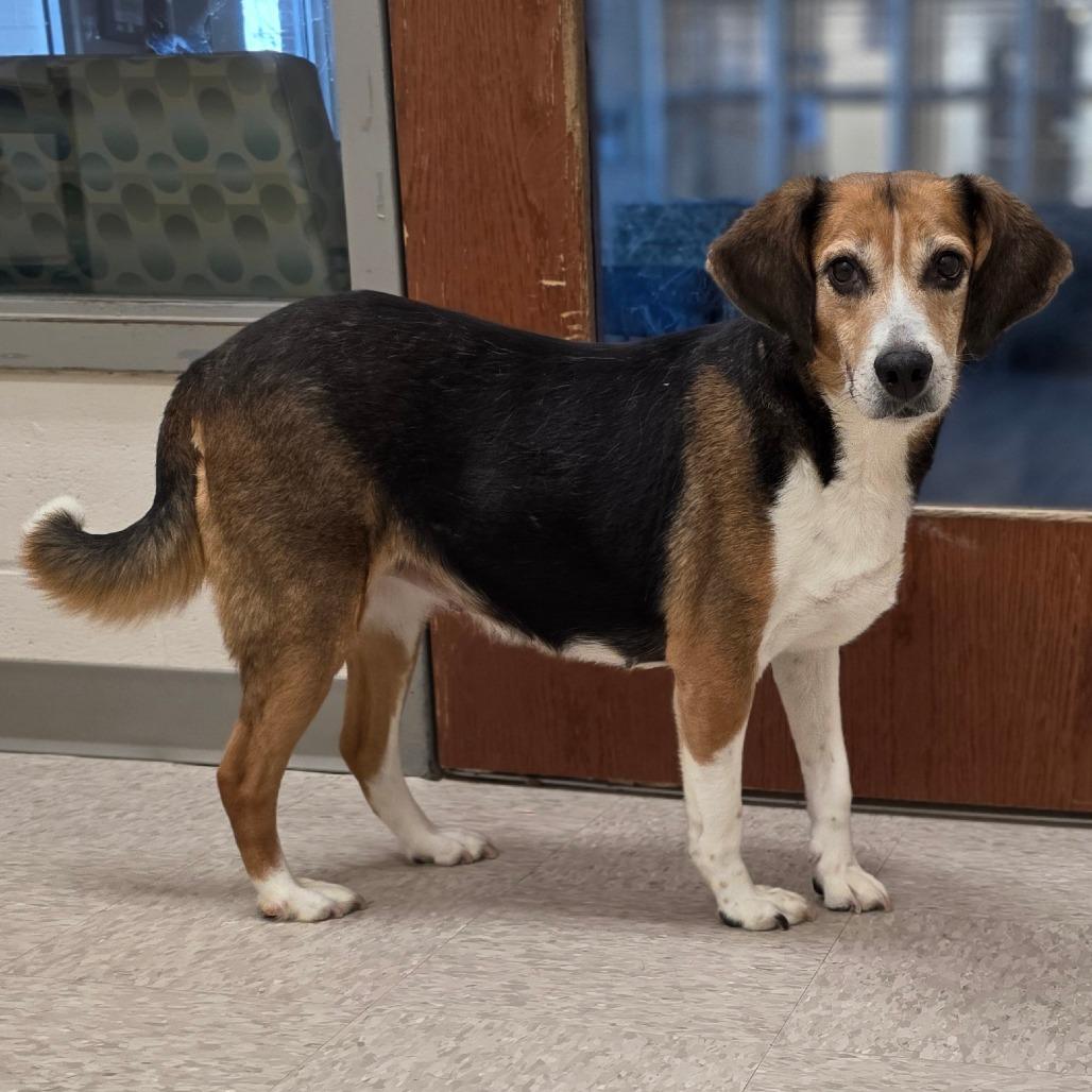 Enlarge Gertrude, a Adoptable Hound in Chatham, VA image 1/2