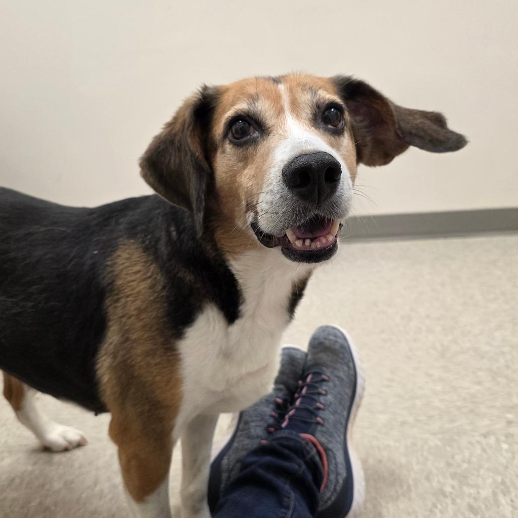 Enlarge Gertrude, a Adoptable Hound in Chatham, VA image 2/2