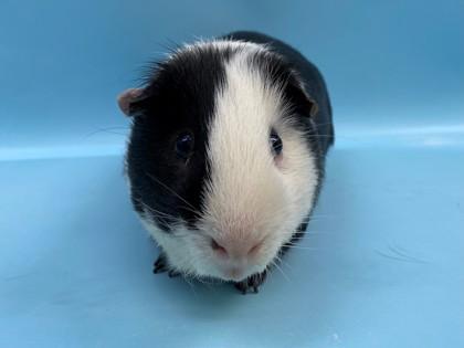 Sam, Adoptable, Adult Male Guinea Pig & Guinea Pig.