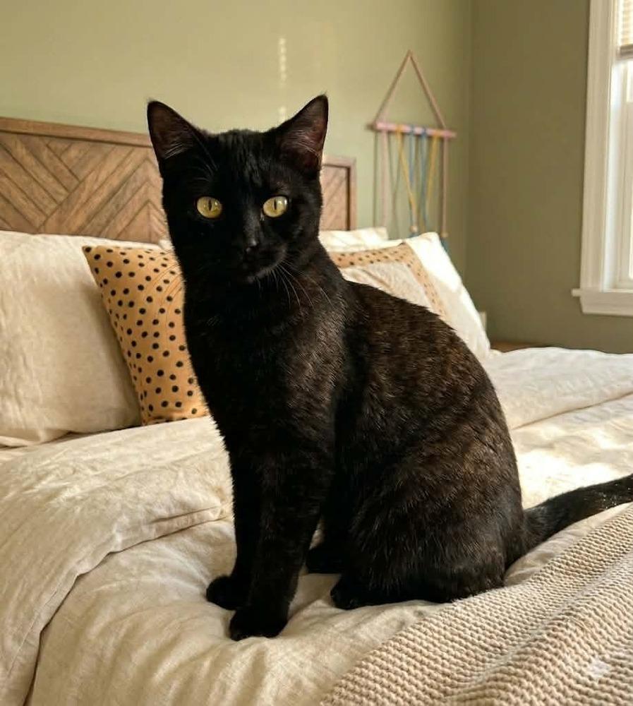 Jogger, Adoptable, Kitten Male Domestic Short Hair.