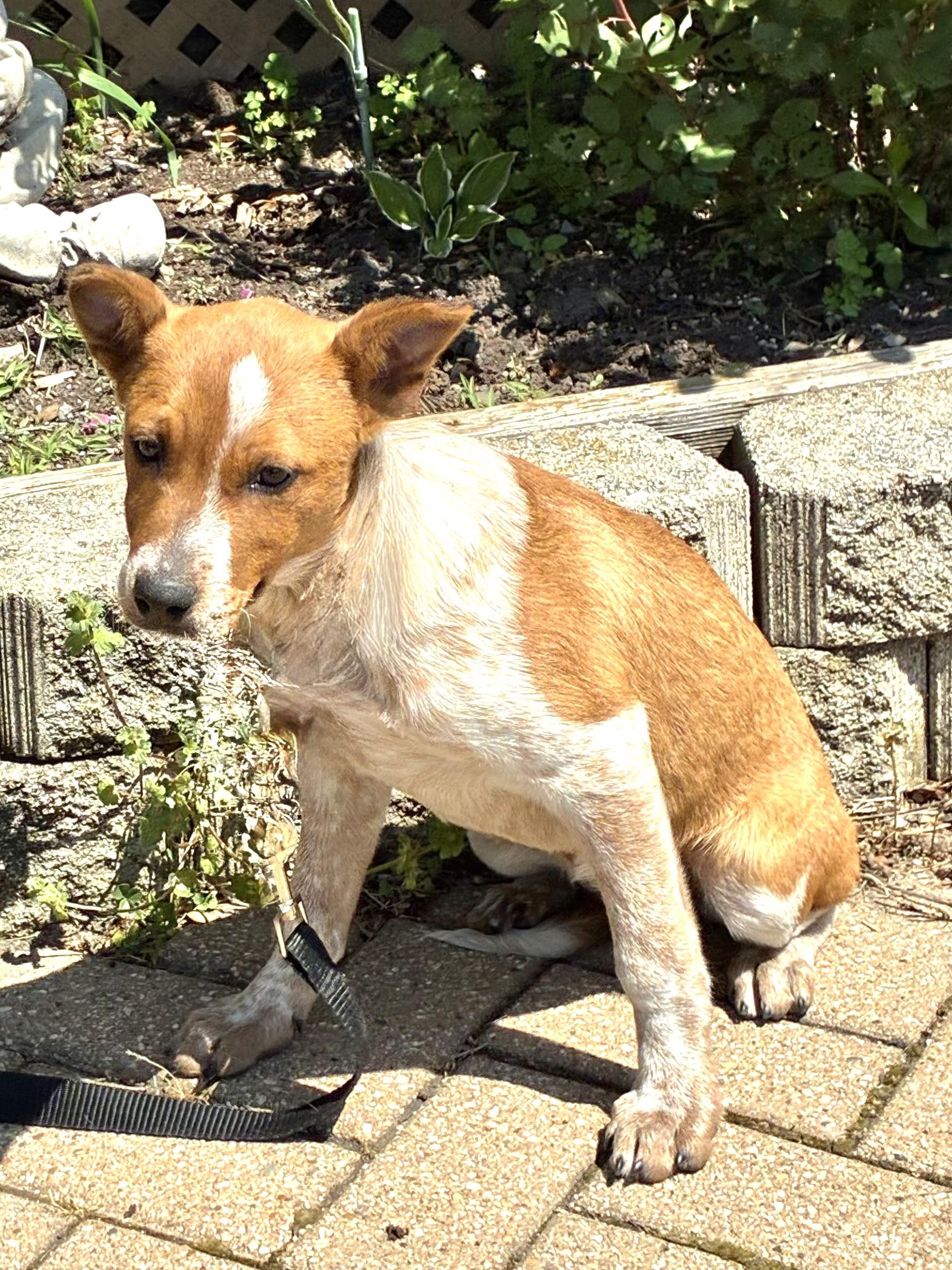 Doree, Adoptable, Puppy Female Australian Cattle Dog / Blue Heeler.