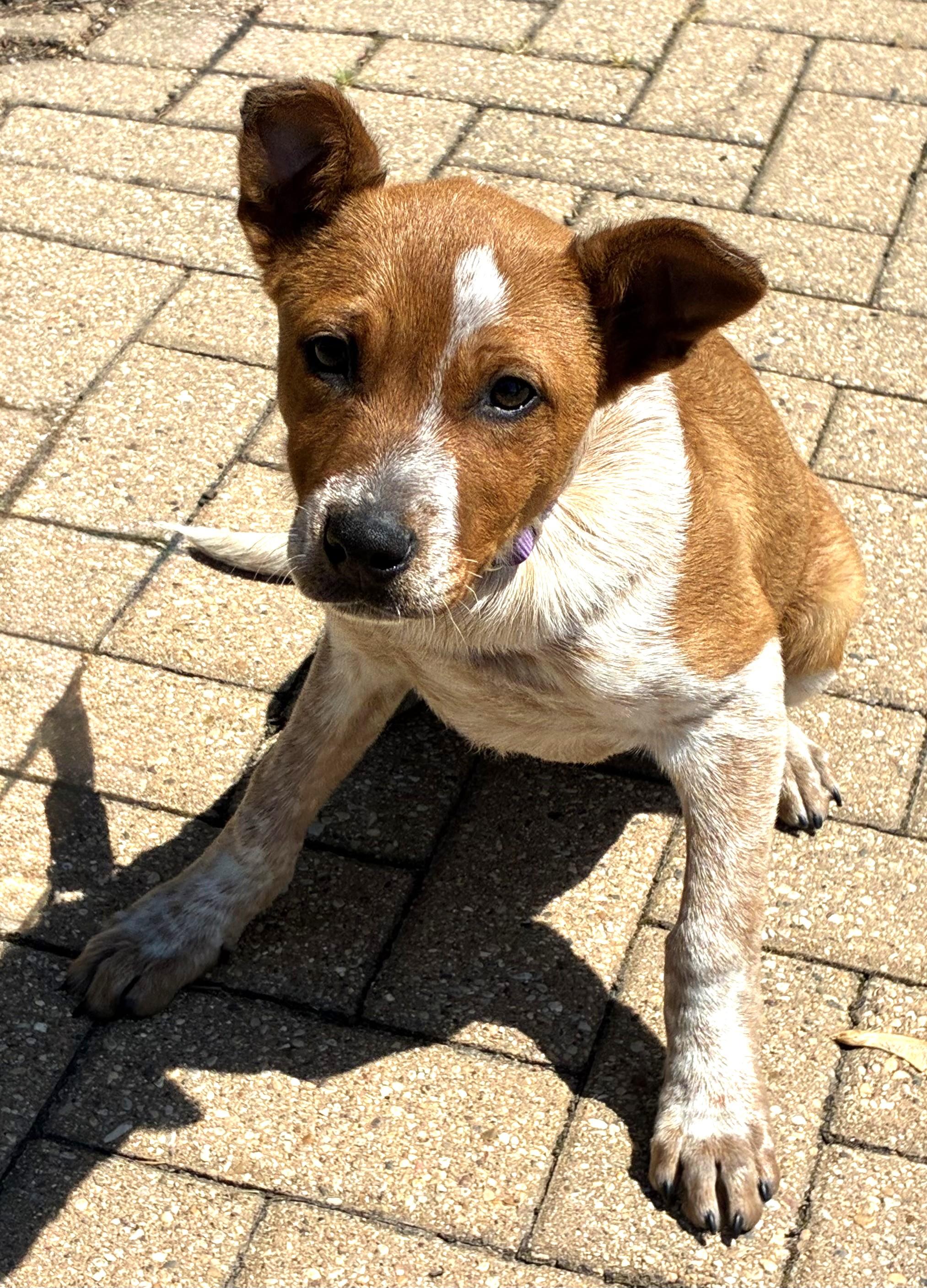 Doree, a Adoptable mixed breed in West Chicago, IL image 2/2
