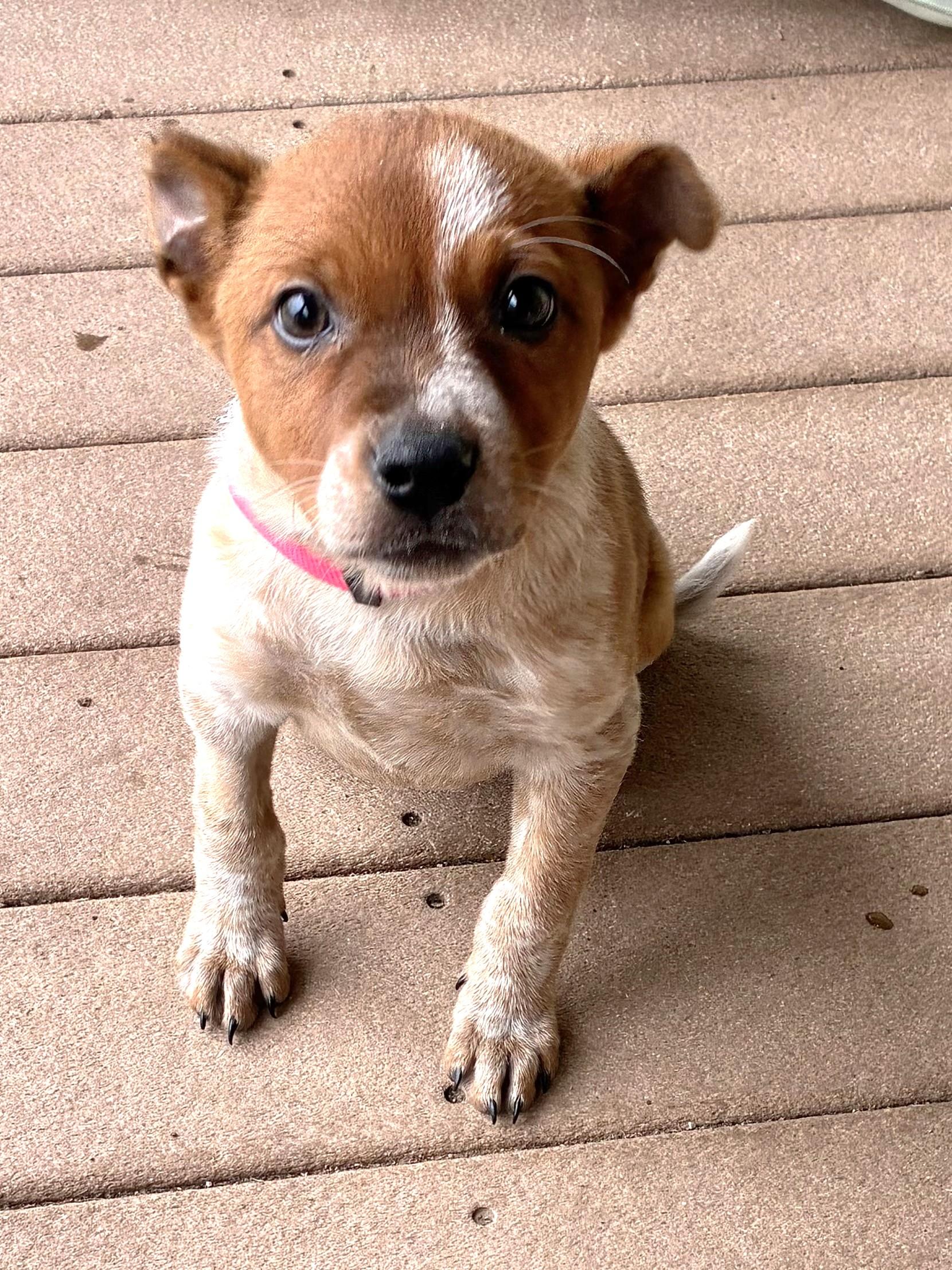 Enlarge Doree, a Adoptable mixed breed in West Chicago, IL image 2/3