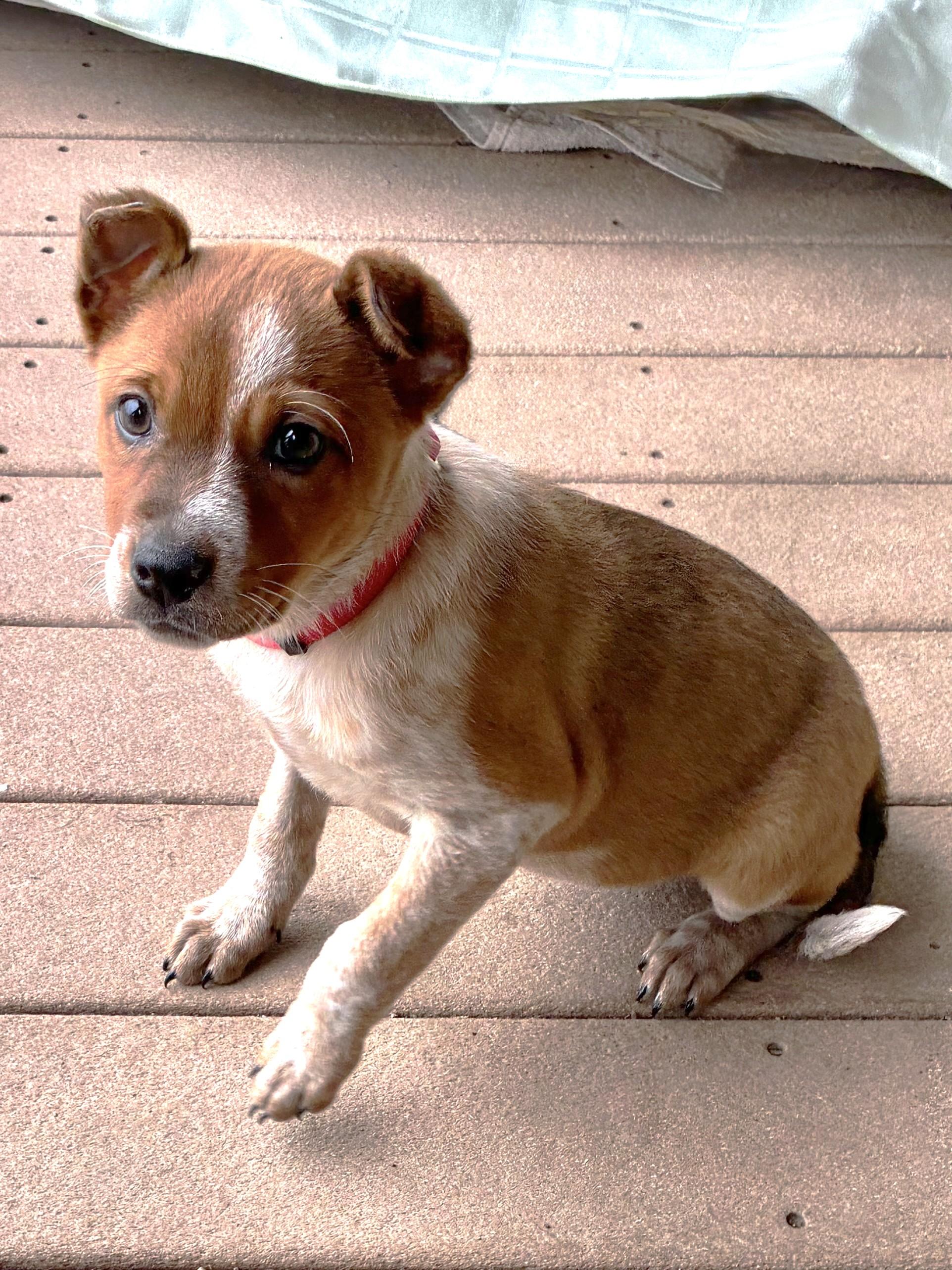 Enlarge Doree, a Adoptable mixed breed in West Chicago, IL image 3/3