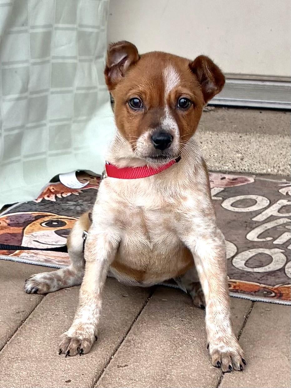 Enlarge Doree, a Adoptable mixed breed in West Chicago, IL image 1/3