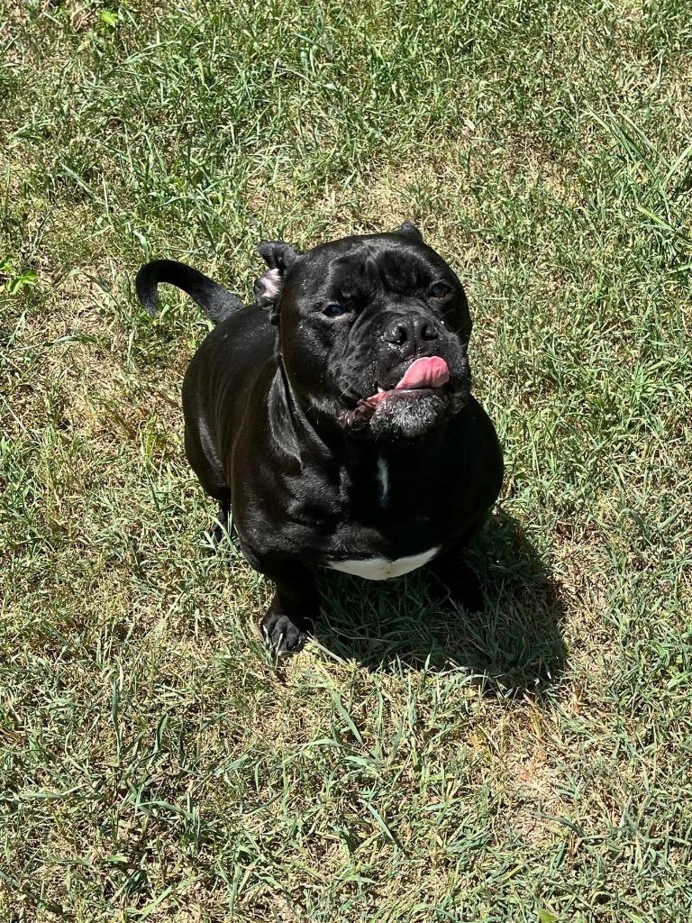 Boomer - CL, a Adoptable Pit Bull Terrier in Claremore, OK image 2/2
