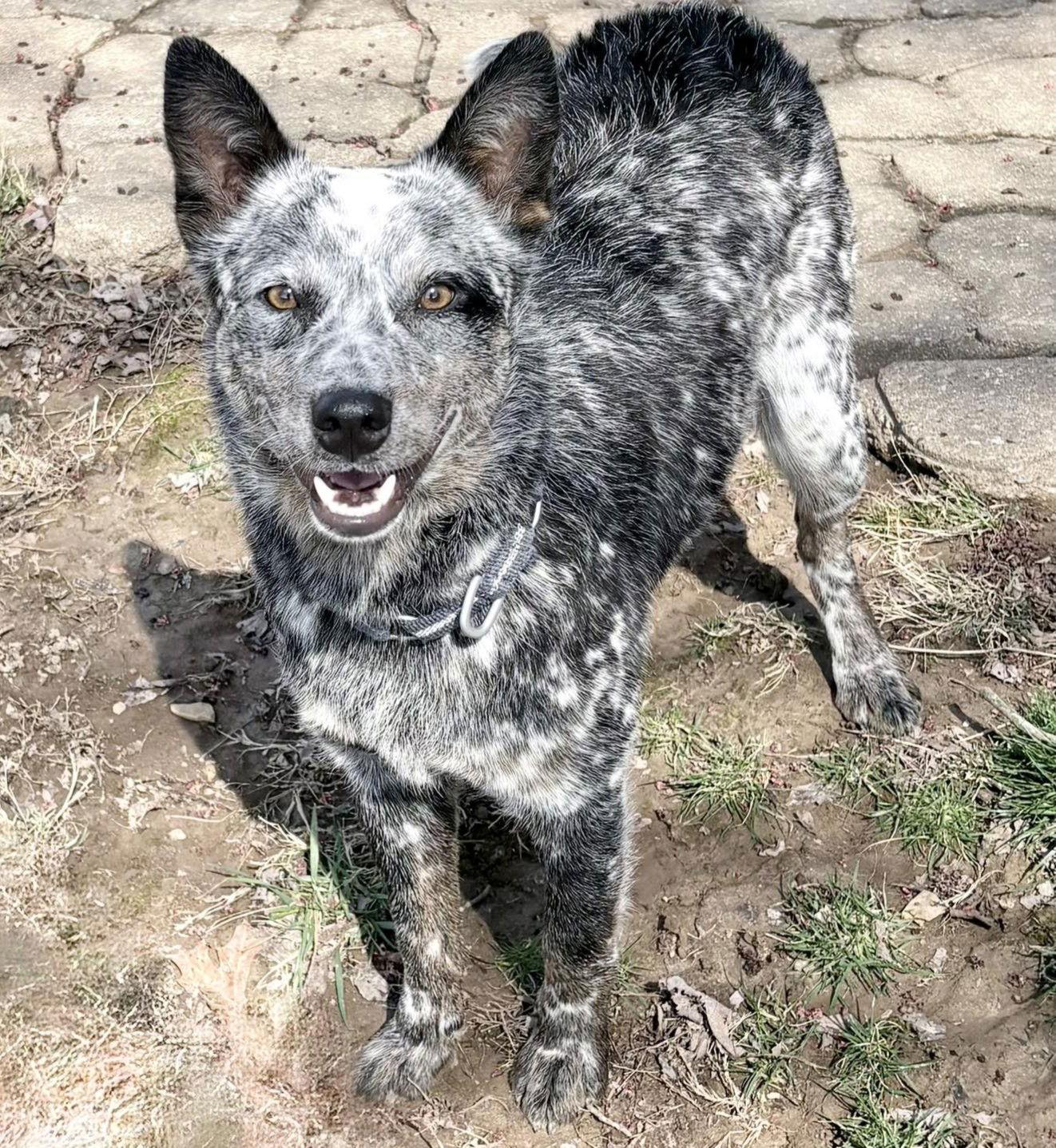 Henry (2026), Adoptable, Puppy Male Australian Cattle Dog / Blue Heeler.