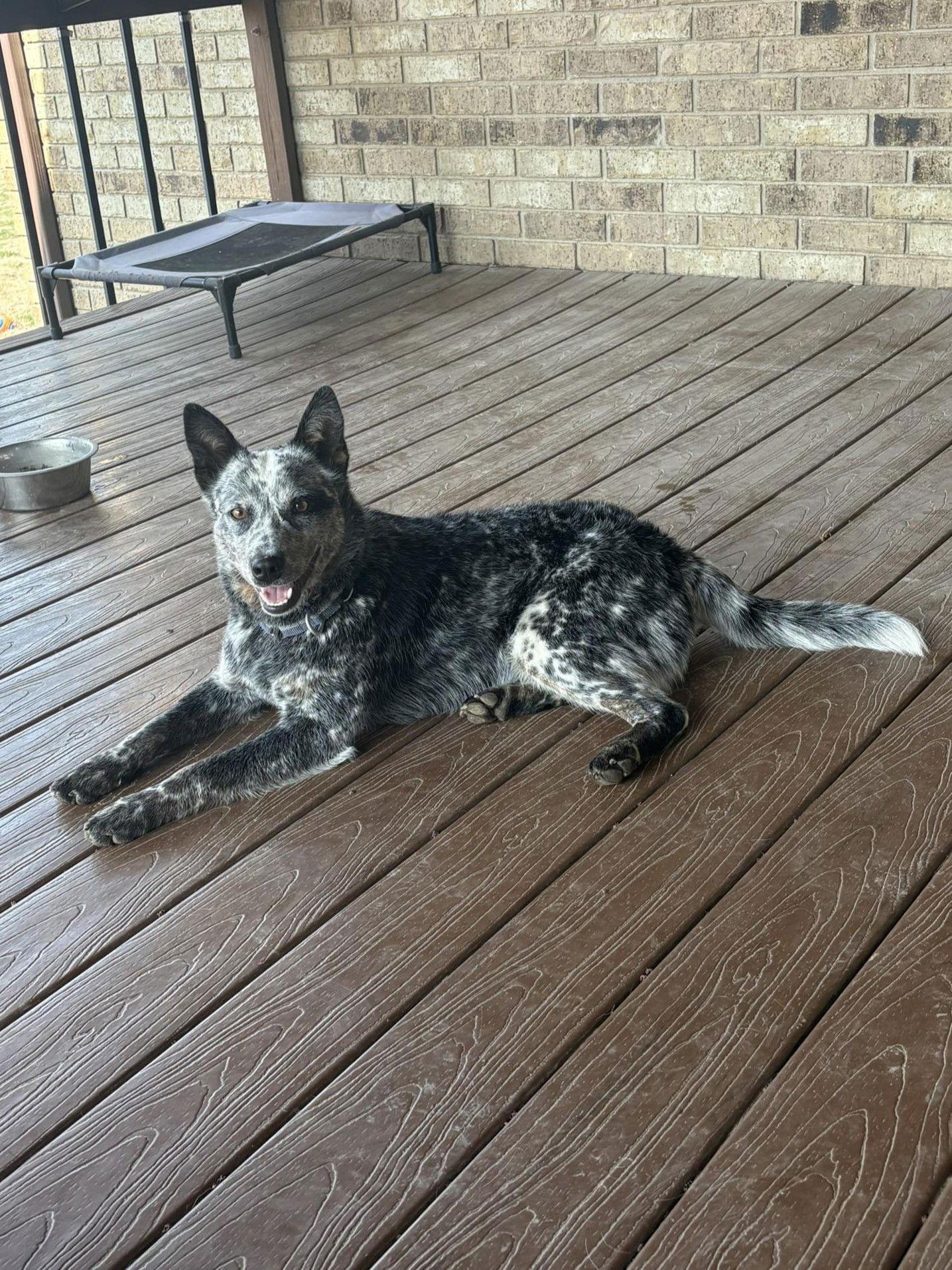 Enlarge Henry (2026), a Adoptable Australian Cattle Dog / Blue Heeler in Columbia, MO image 2/3
