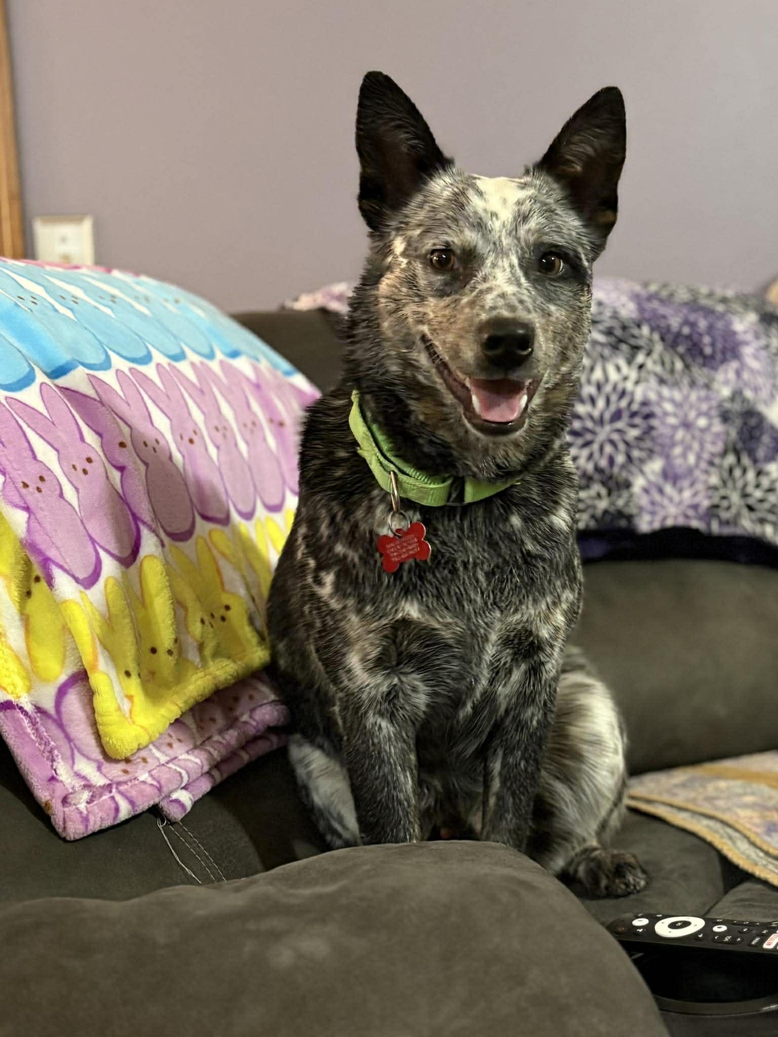 Enlarge Henry (2026), a Adoptable Australian Cattle Dog / Blue Heeler in Columbia, MO image 3/3