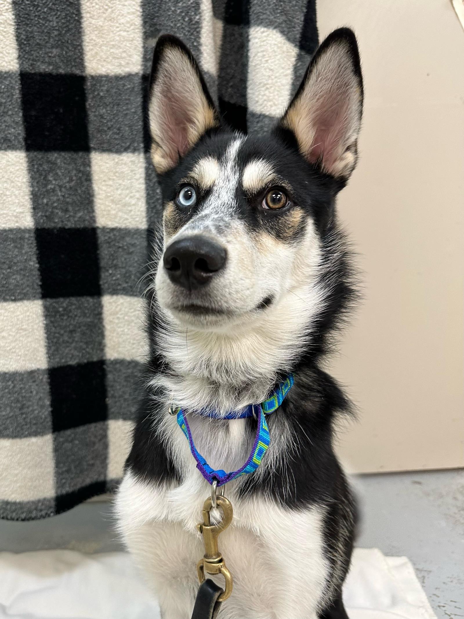 Enlarge Presley, a Adoptable Siberian Husky in Plover, WI image 1/3
