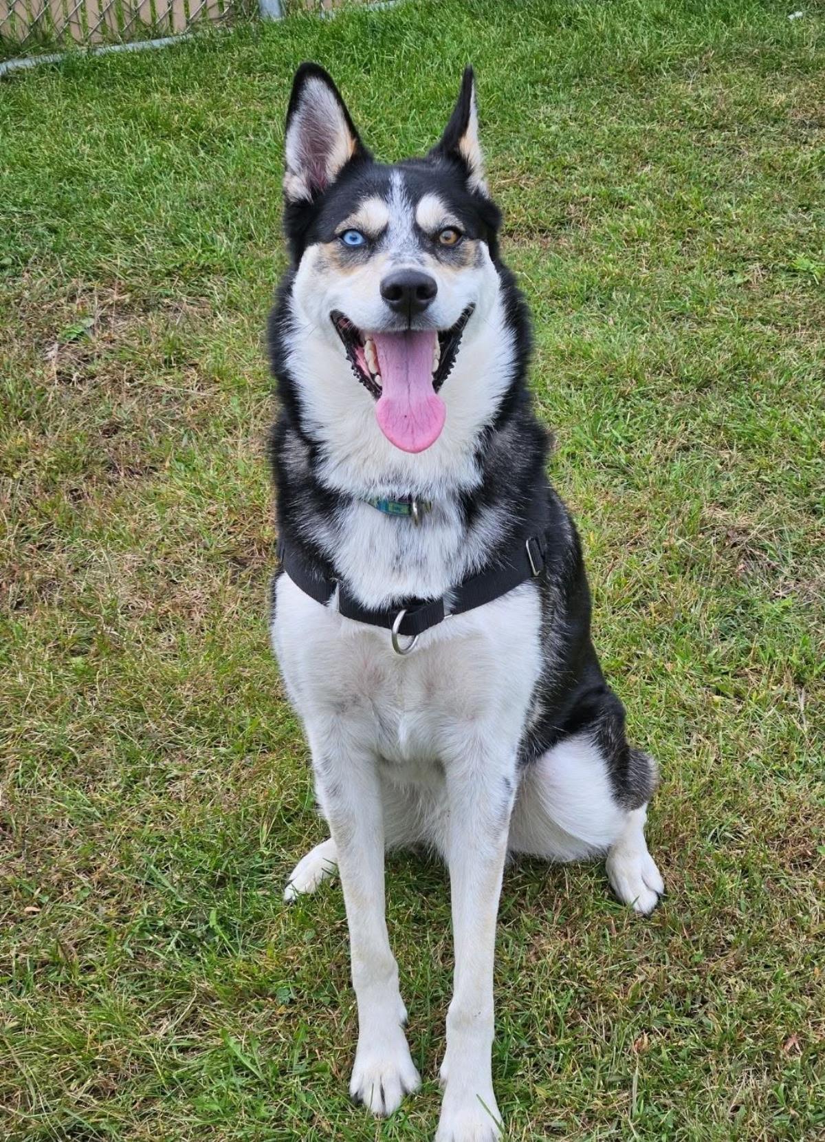 Enlarge Presley, a Adoptable Siberian Husky in Plover, WI image 2/3