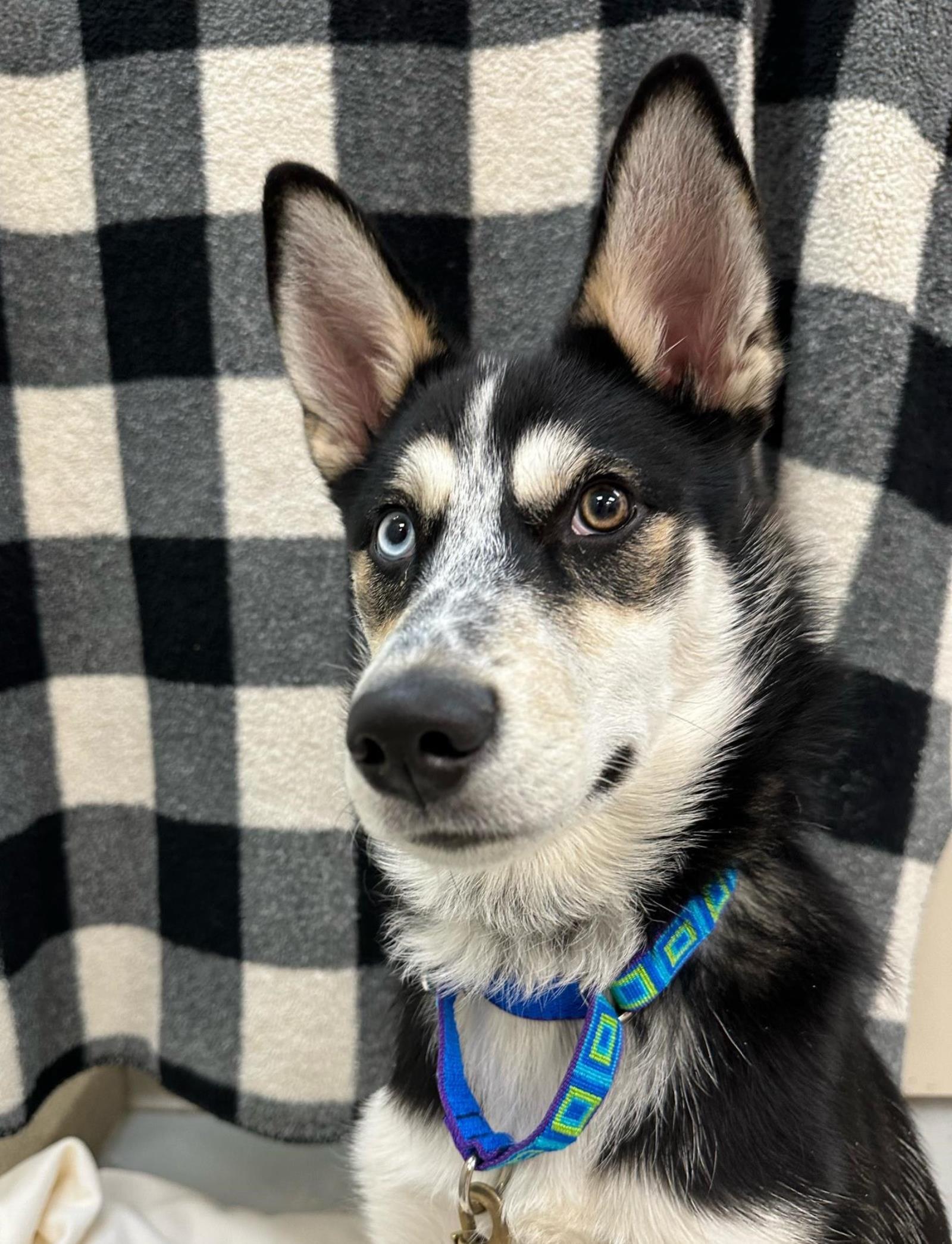 Enlarge Presley, a Adoptable Siberian Husky in Plover, WI image 3/3