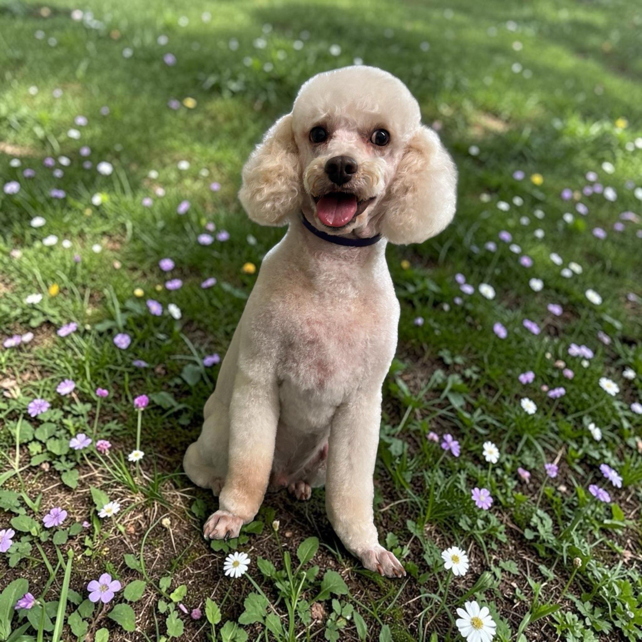 Quincy, ADOPTABLE, Adult Male Poodle.