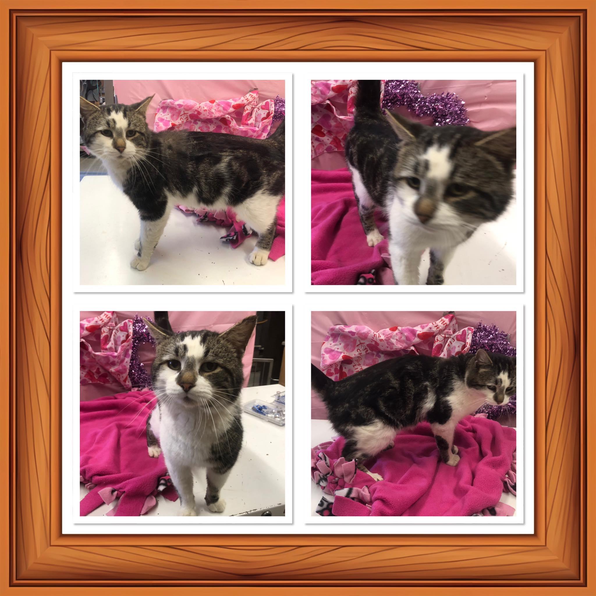 SPOT, ADOPTABLE, Adult Male Domestic Short Hair.