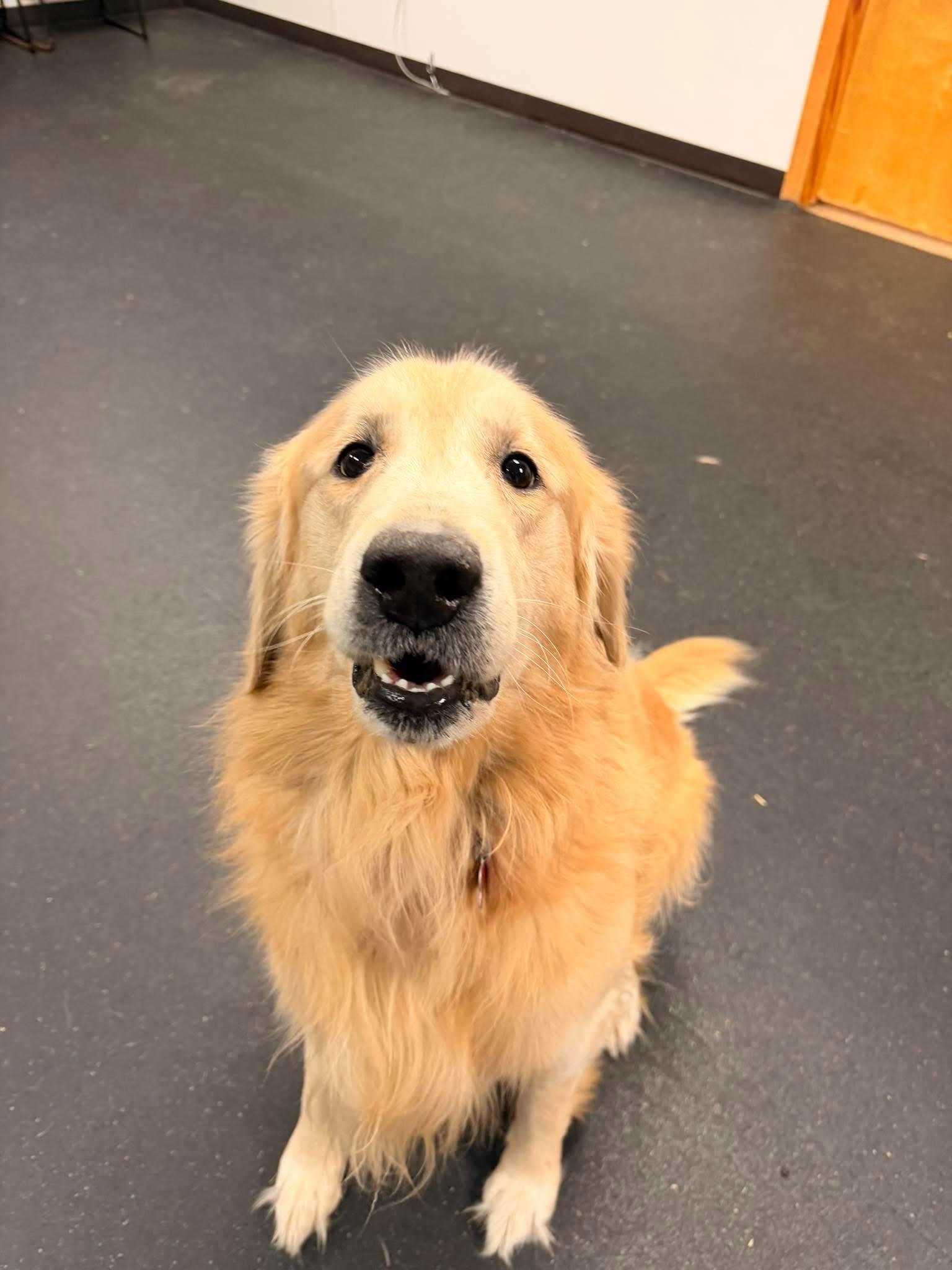 Yodi, Adoptable, Adult Male Golden Retriever.