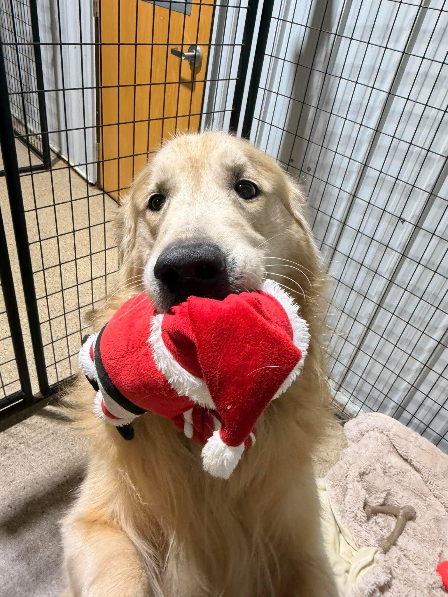 Enlarge Yodi, a Adoptable Golden Retriever in Valparaiso, IN image 2/2