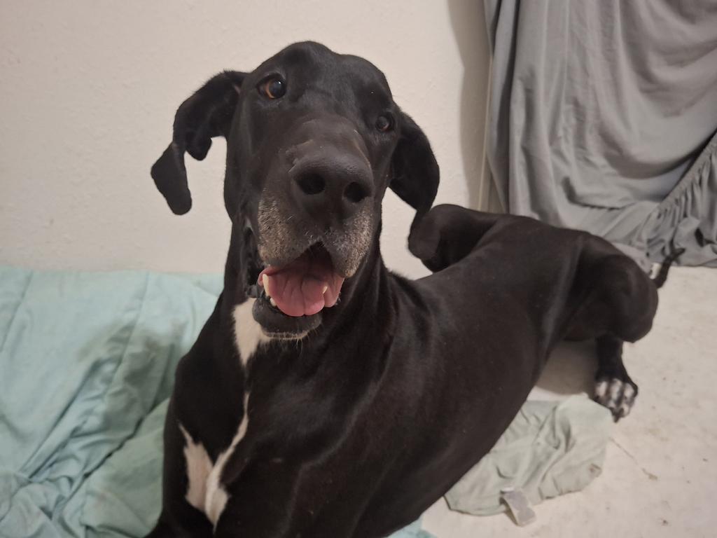 Sasha, Adoptable, Young Female Great Dane.