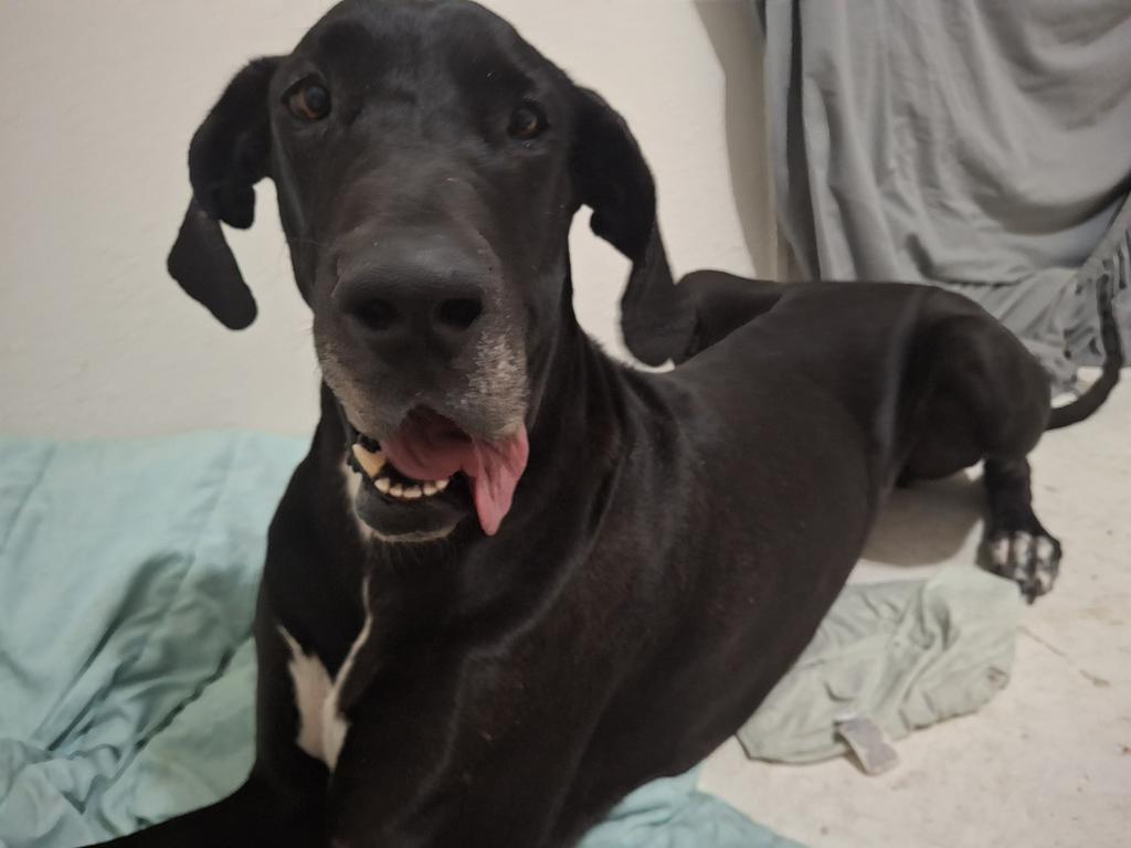 Enlarge Sasha, a Adoptable Great Dane in Pahrump, NV image 2/3