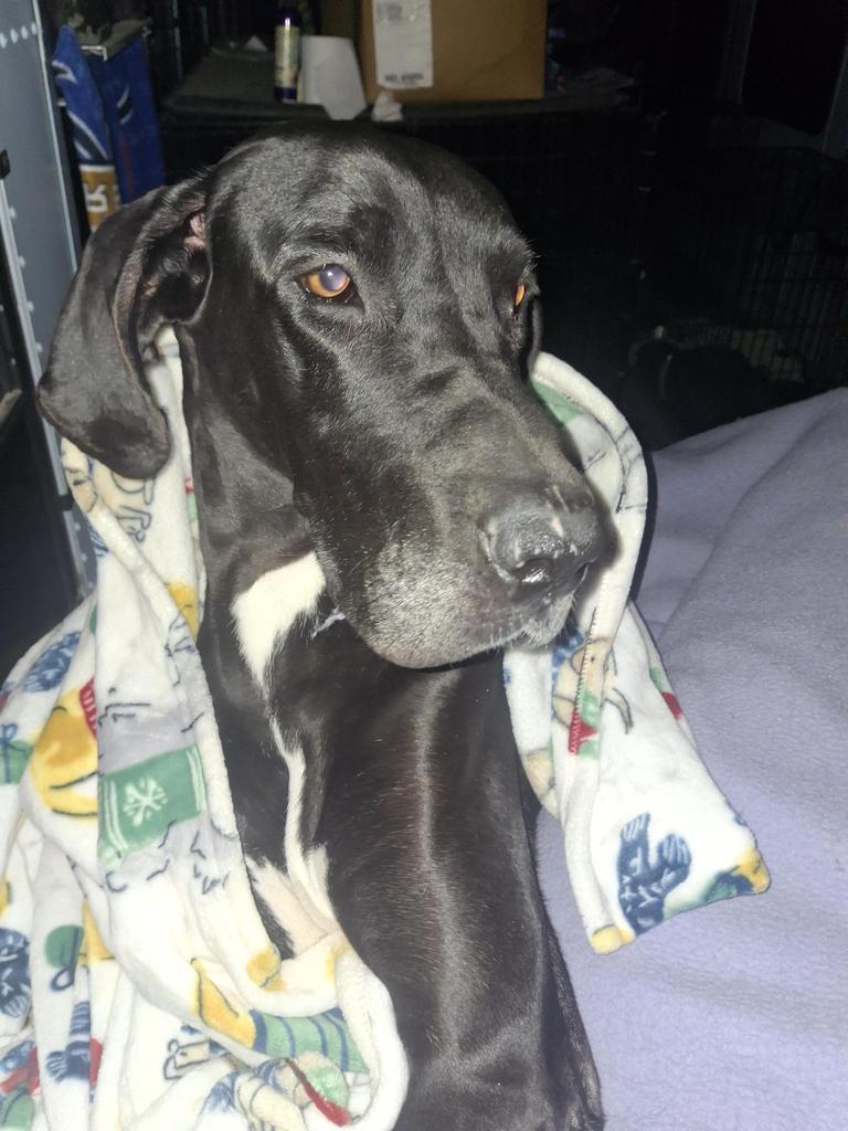 Enlarge Sasha, a Adoptable Great Dane in Pahrump, NV image 3/3
